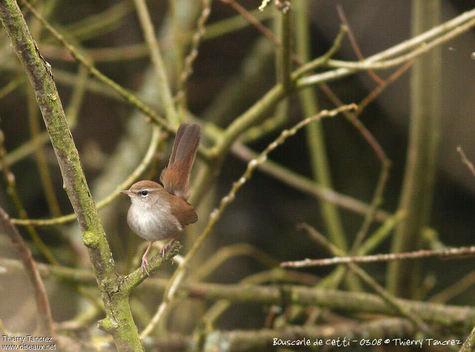 Cetti's Warbleradult, Behaviour