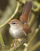 Cetti's Warbler