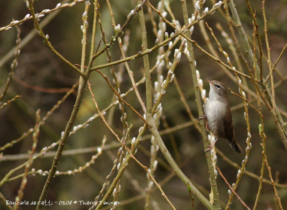 Bouscarle de Cetti