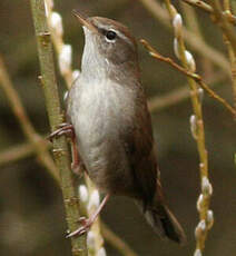 Bouscarle de Cetti