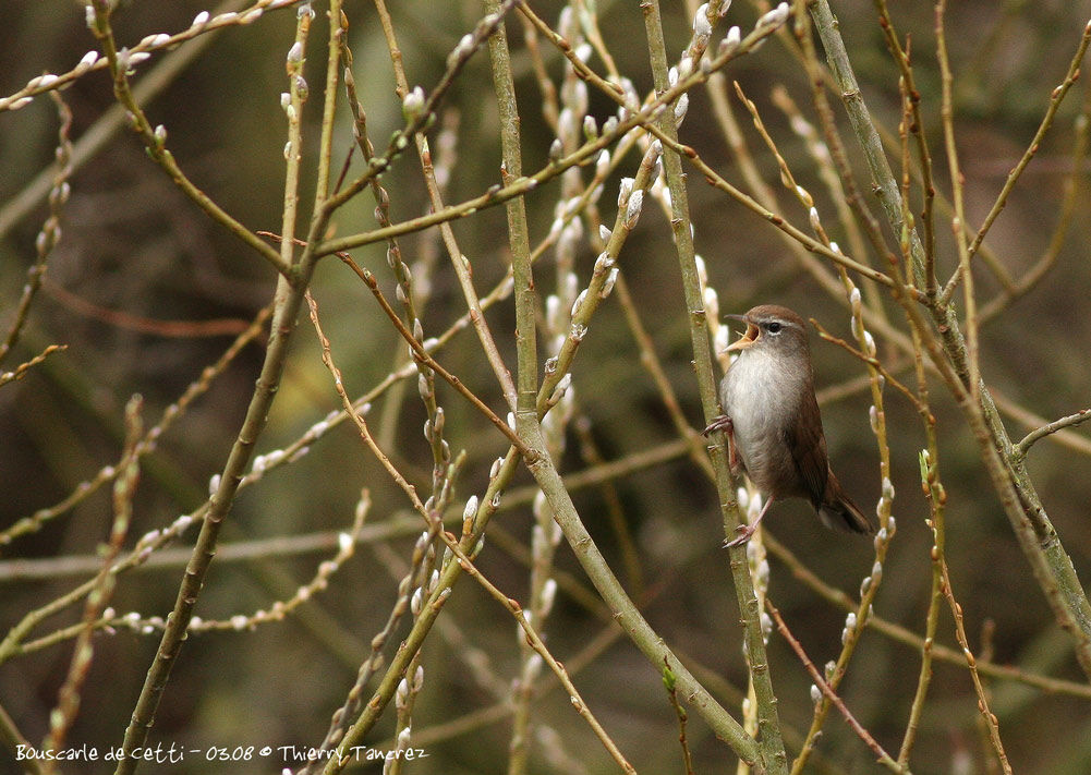 Bouscarle de Cetti