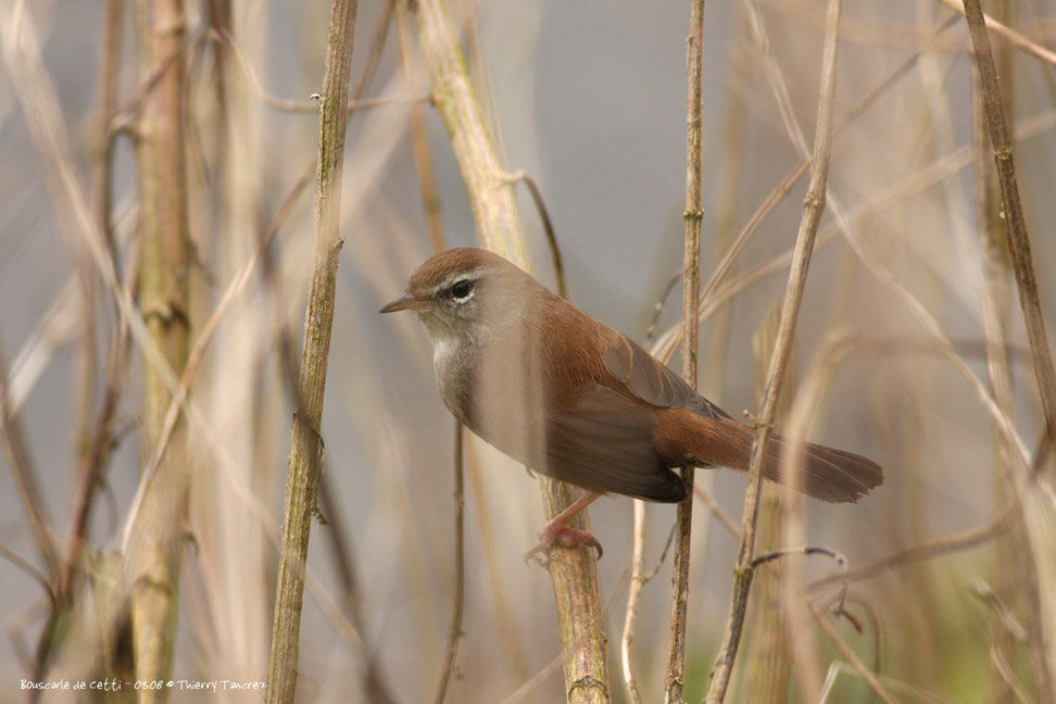 Cetti's Warbler