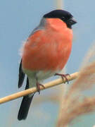 Eurasian Bullfinch