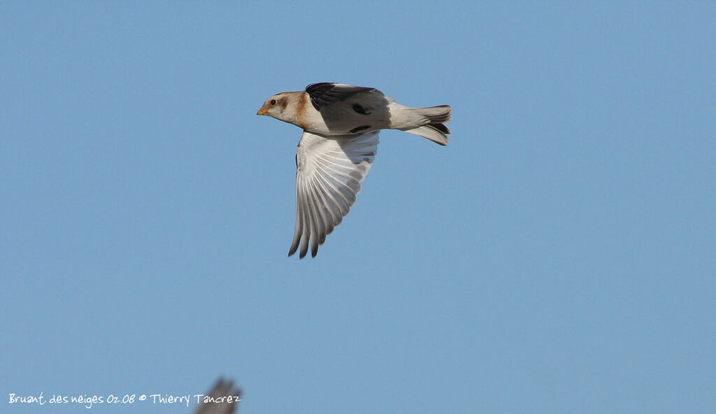 Snow Bunting