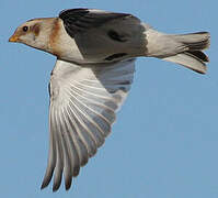 Snow Bunting