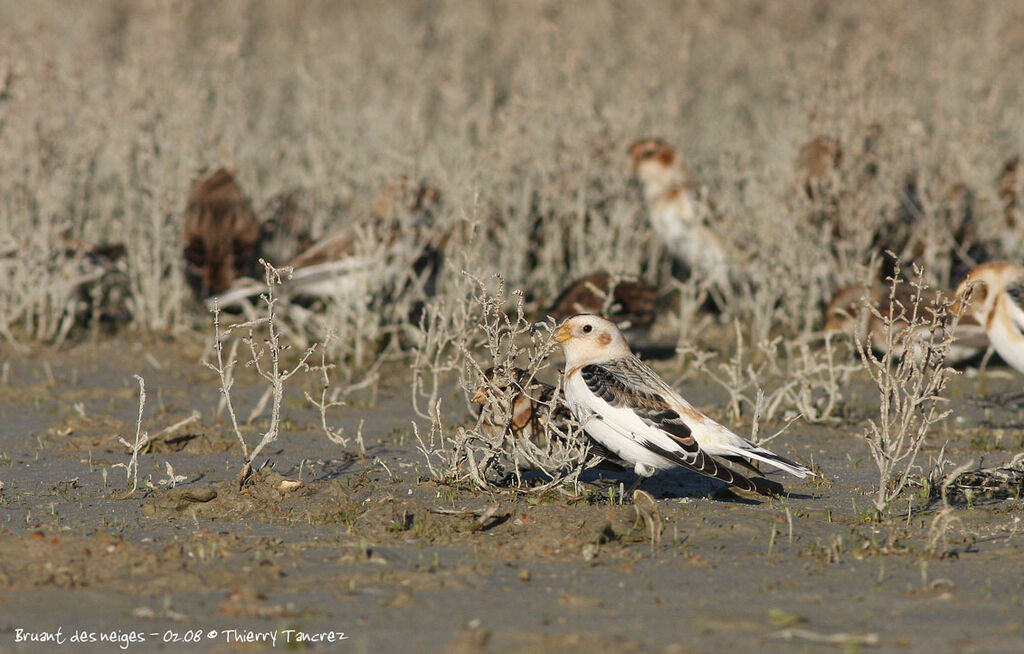 Snow Bunting