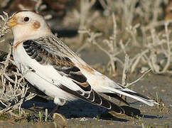 Snow Bunting