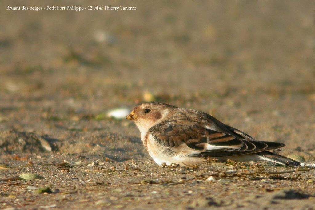 Snow Bunting