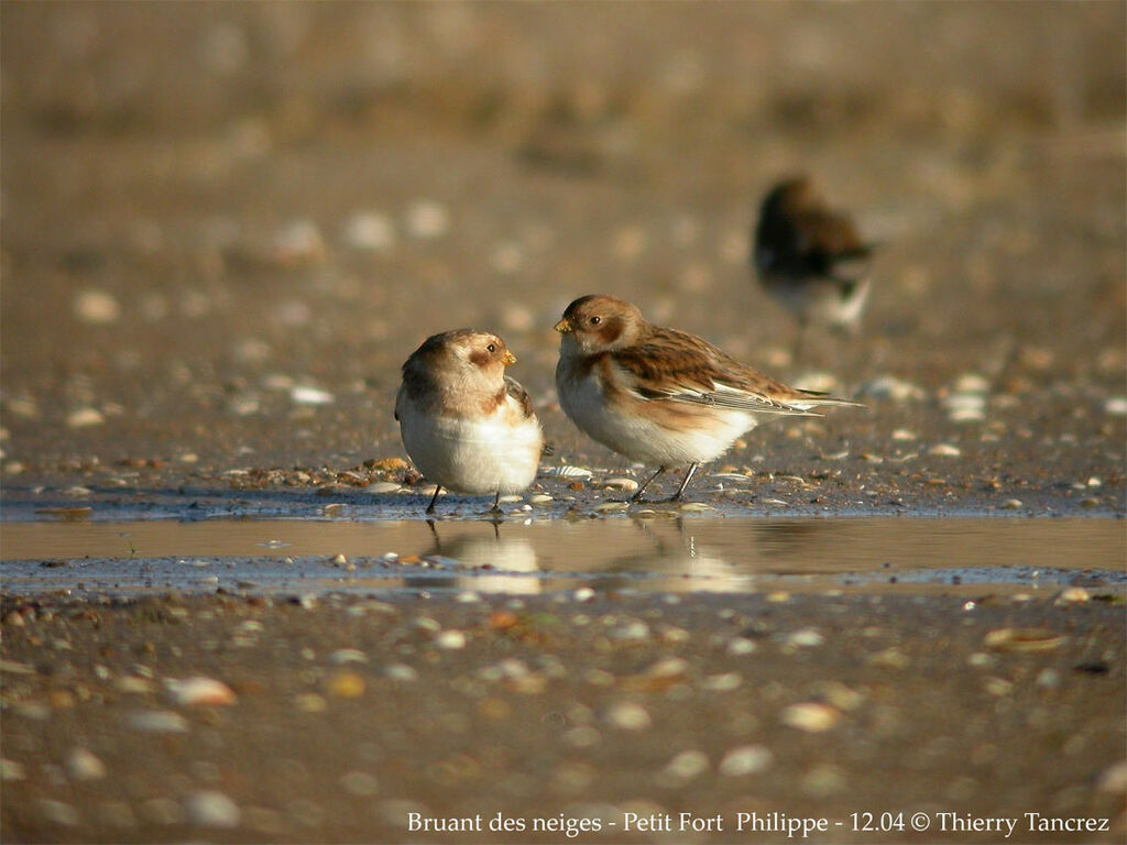 Snow Bunting