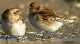 Snow Bunting