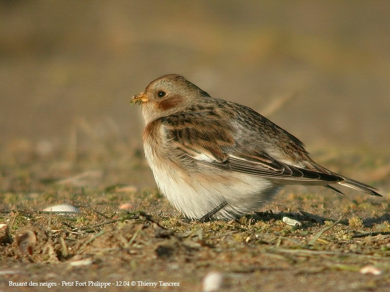 Snow Bunting