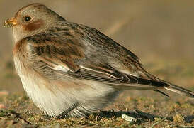 Snow Bunting