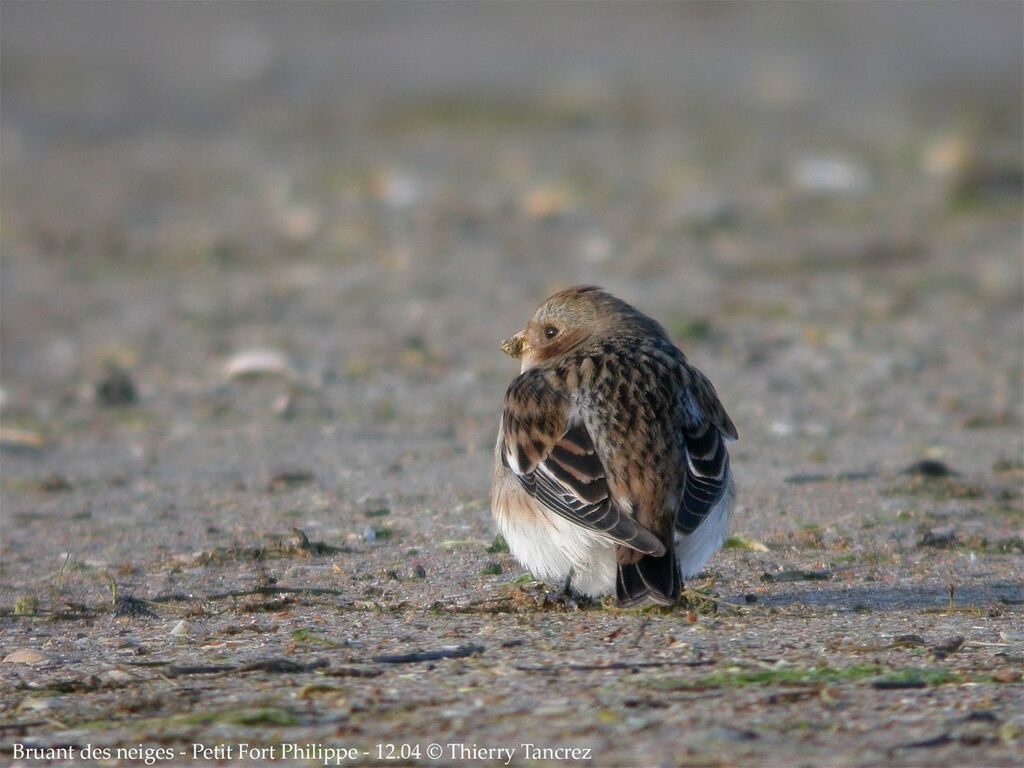 Snow Bunting