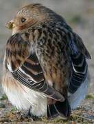 Snow Bunting