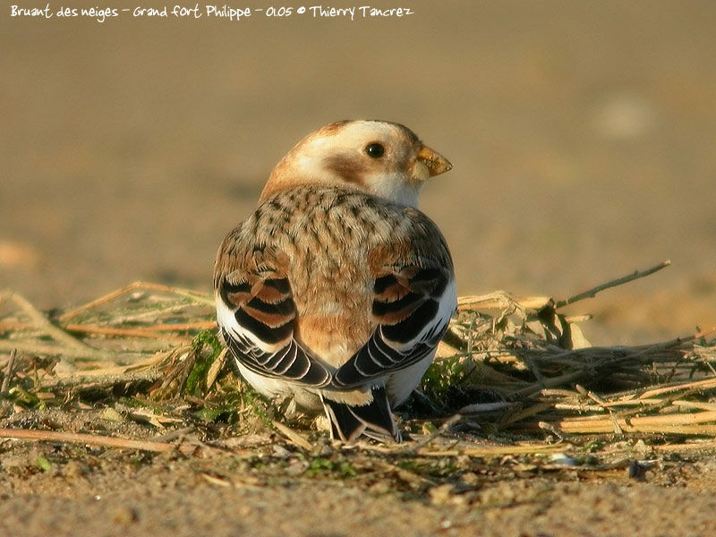 Snow Bunting