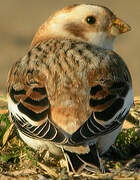 Snow Bunting