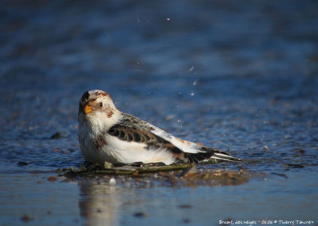 Snow Bunting male adult post breeding