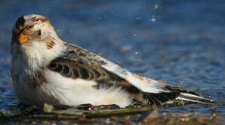 Snow Bunting