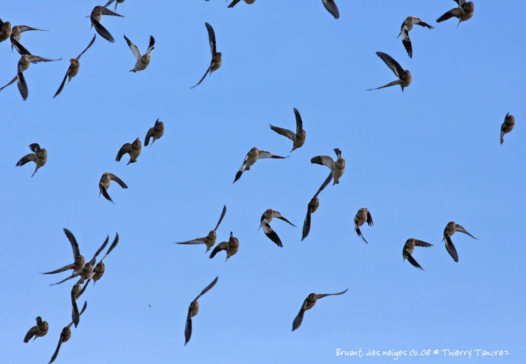 Snow Bunting