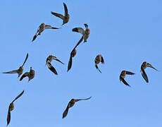 Snow Bunting