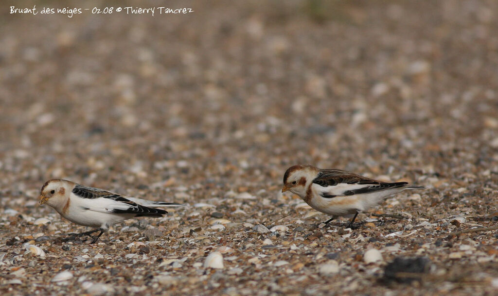 Snow Bunting