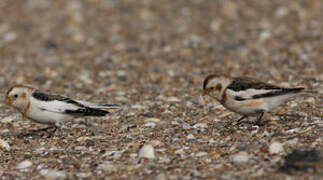 Snow Bunting