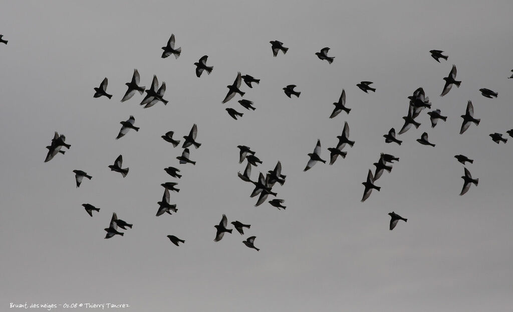 Snow Bunting