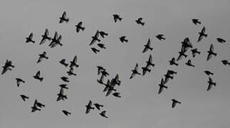 Snow Bunting