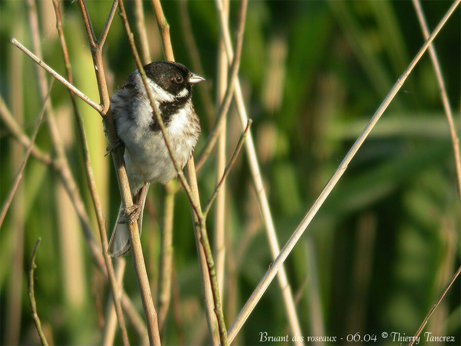 Common Reed Bunting