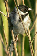 Common Reed Bunting