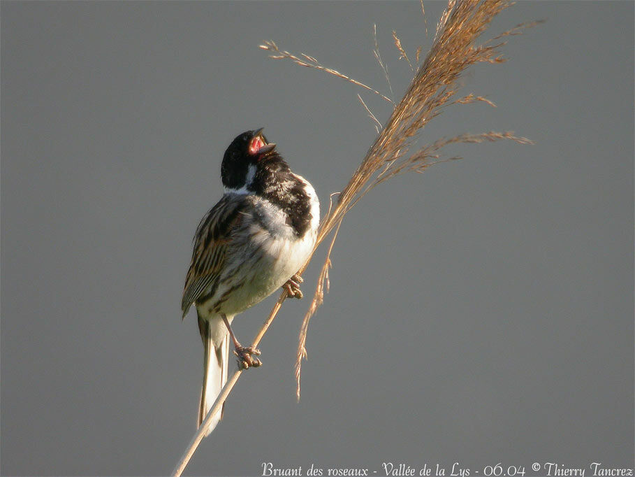 Bruant des roseaux