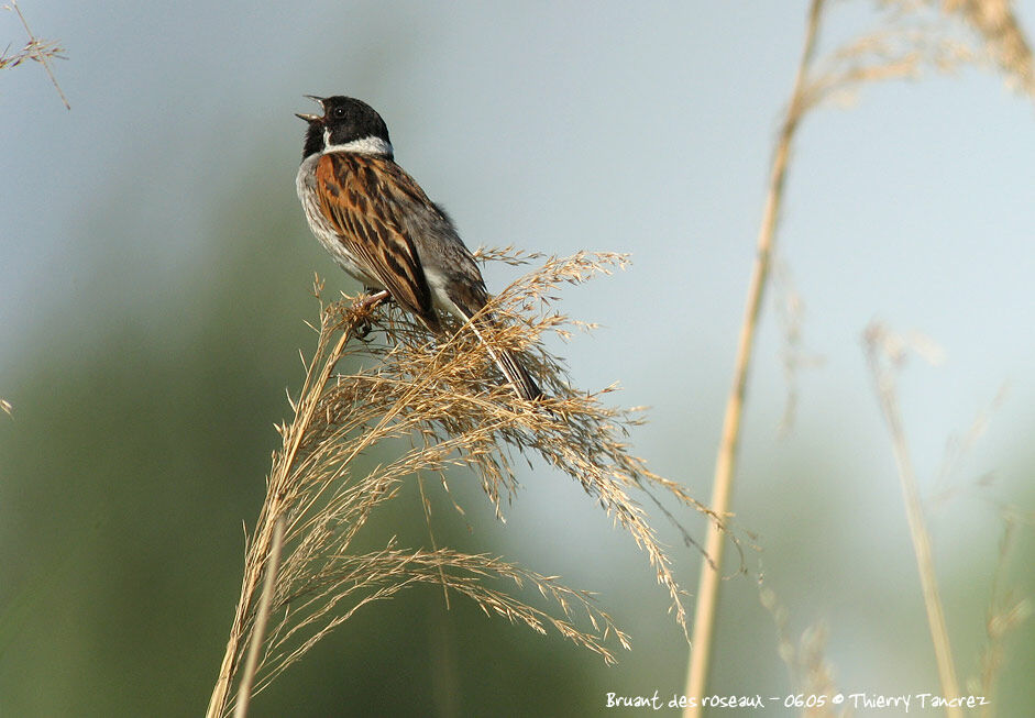 Common Reed Bunting