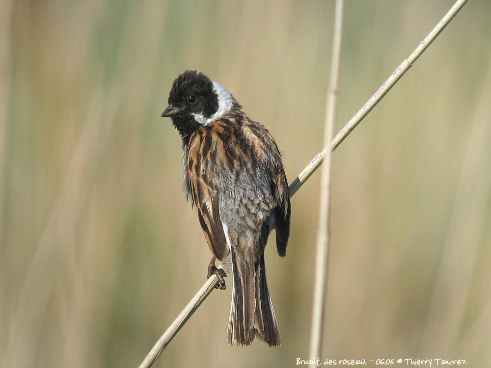 Common Reed Bunting