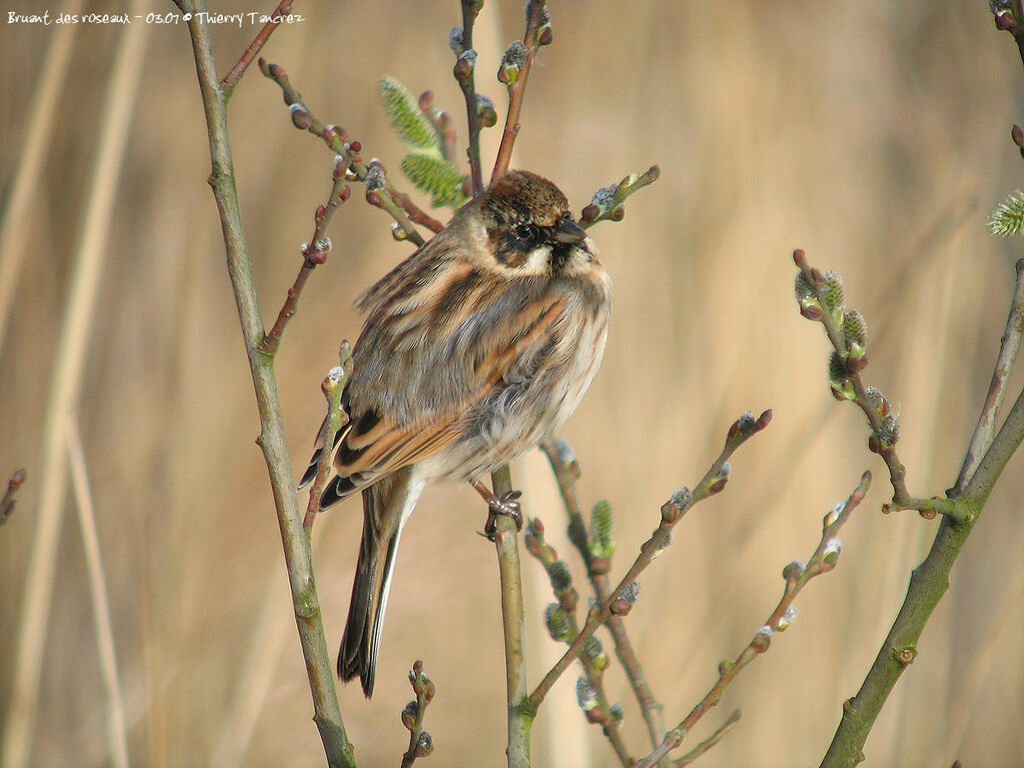 Bruant des roseaux