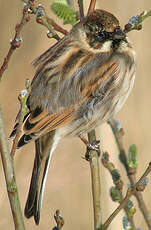 Bruant des roseaux