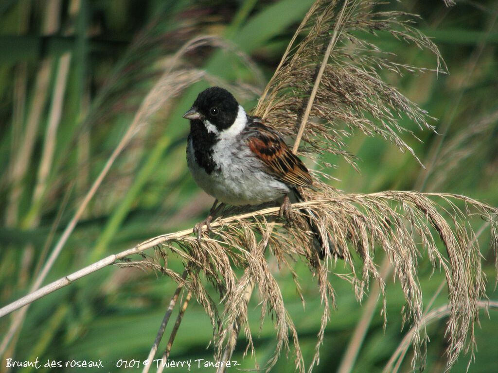 Common Reed Bunting