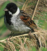 Common Reed Bunting