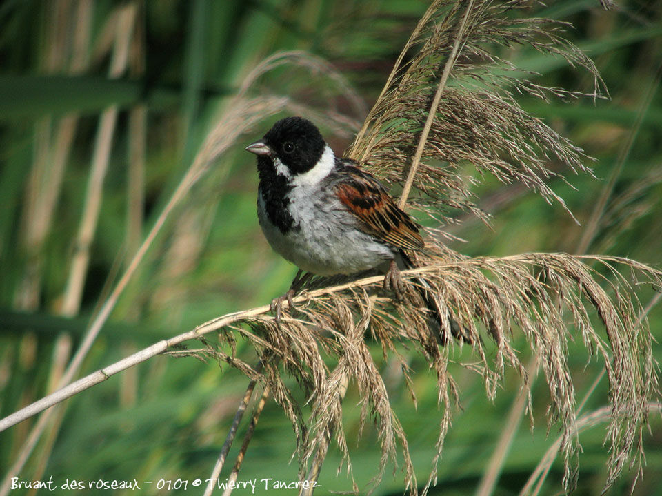 Common Reed Bunting male adult breeding, identification