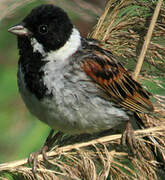 Common Reed Bunting