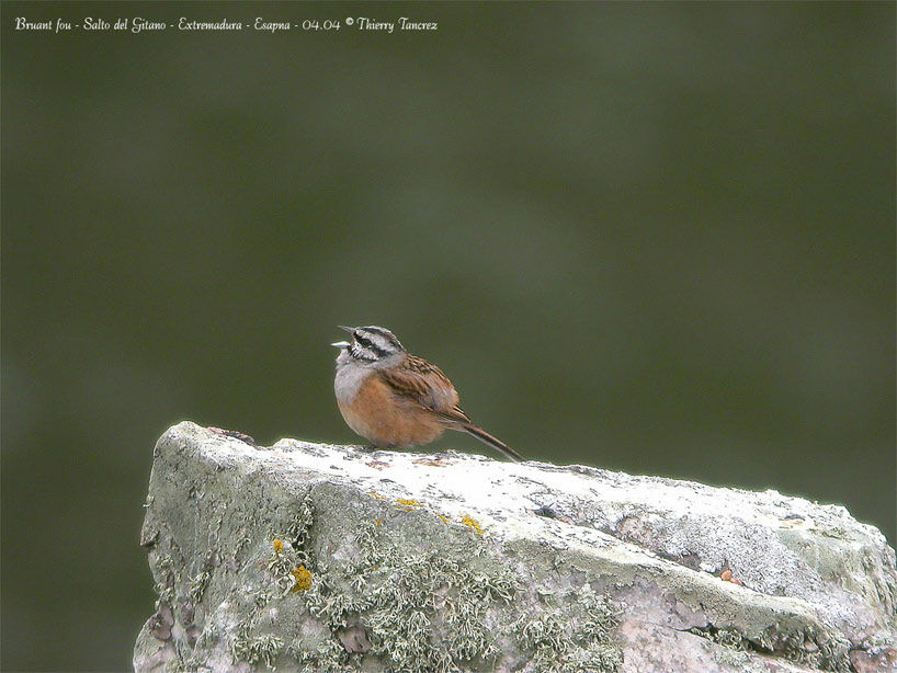 Rock Bunting