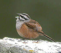 Rock Bunting