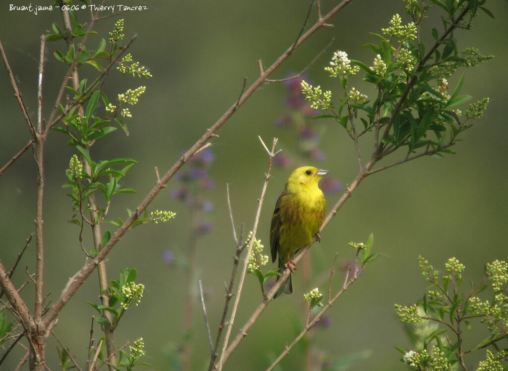 Bruant jaune