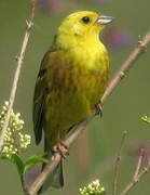 Yellowhammer