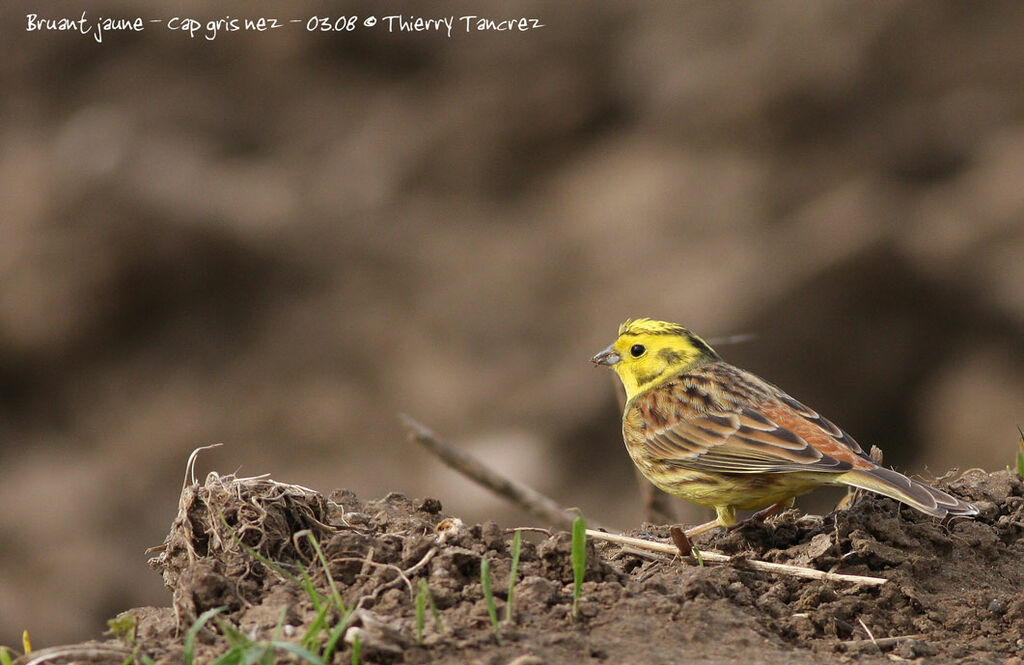 Bruant jaune