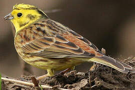 Yellowhammer