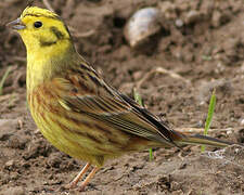 Yellowhammer