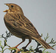 Corn Bunting