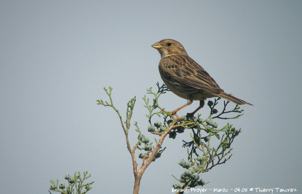 Corn Bunting