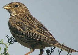 Corn Bunting