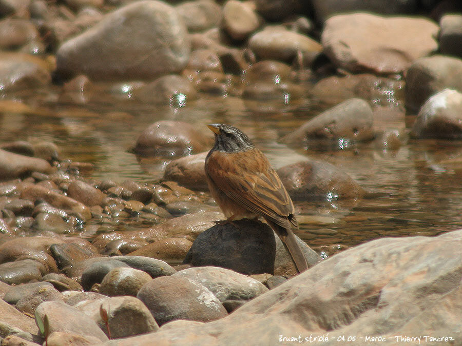 Striolated Bunting